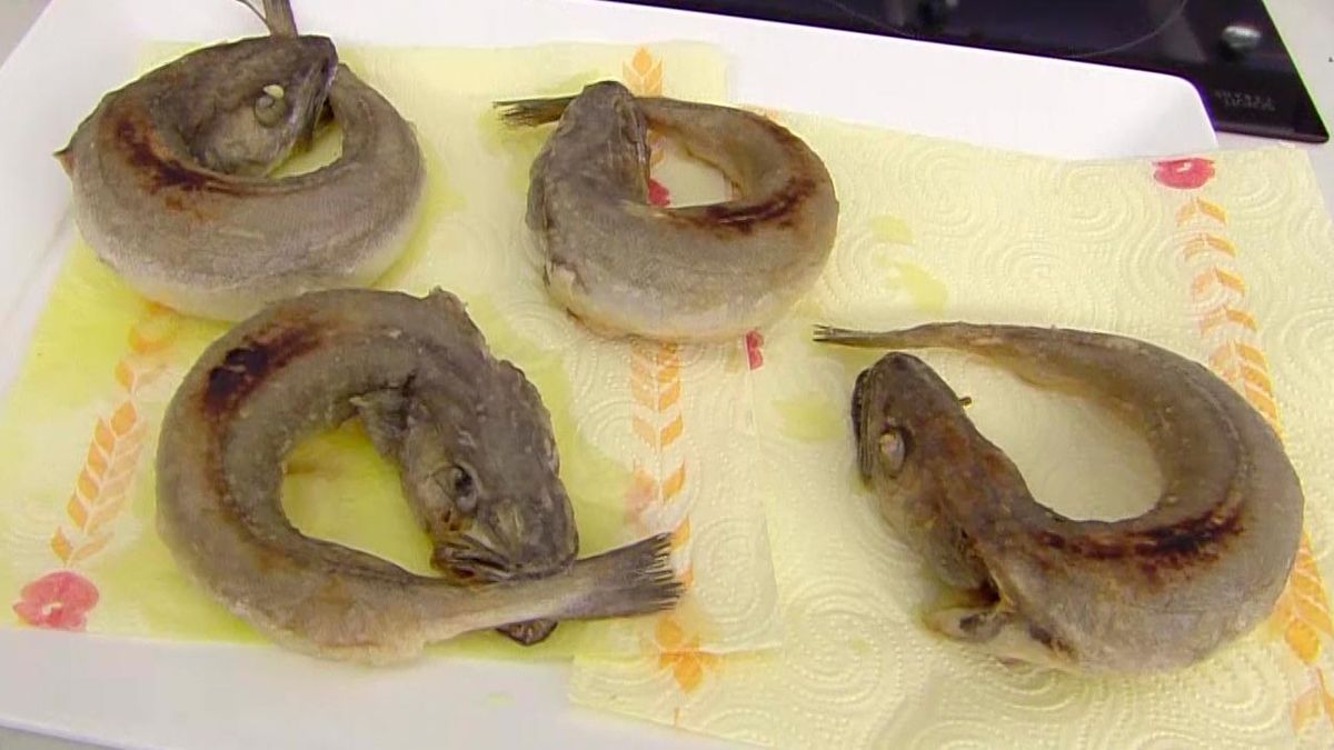 karl6635 pescadilla rabiosa p3