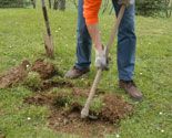 325 plant plam p02