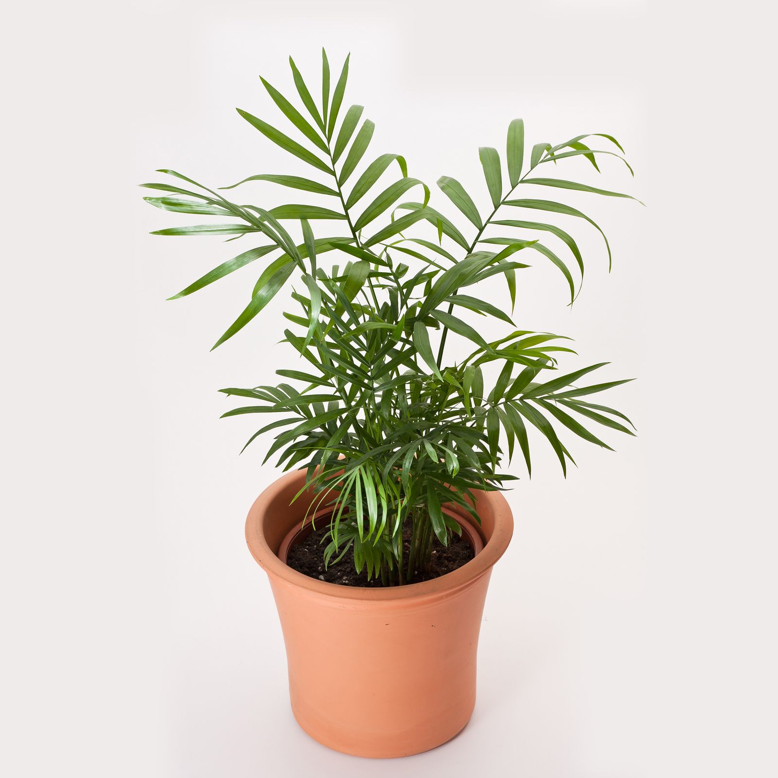 Chamaedorea elegans