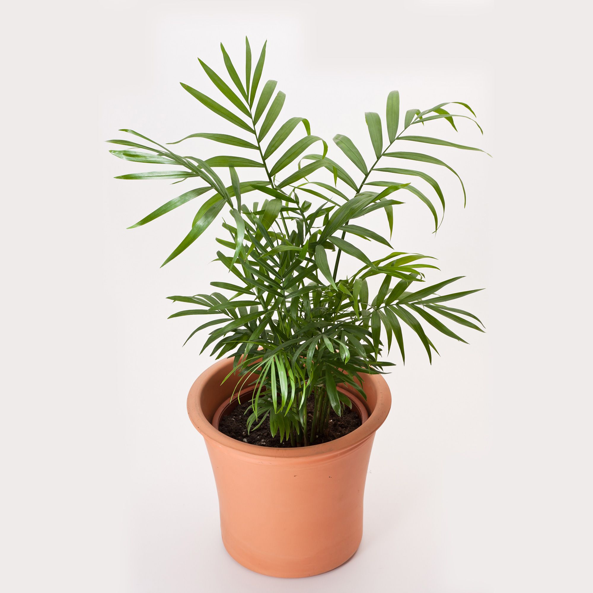 Chamaedorea elegans