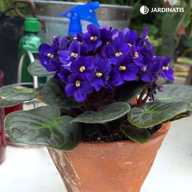 violeta africana