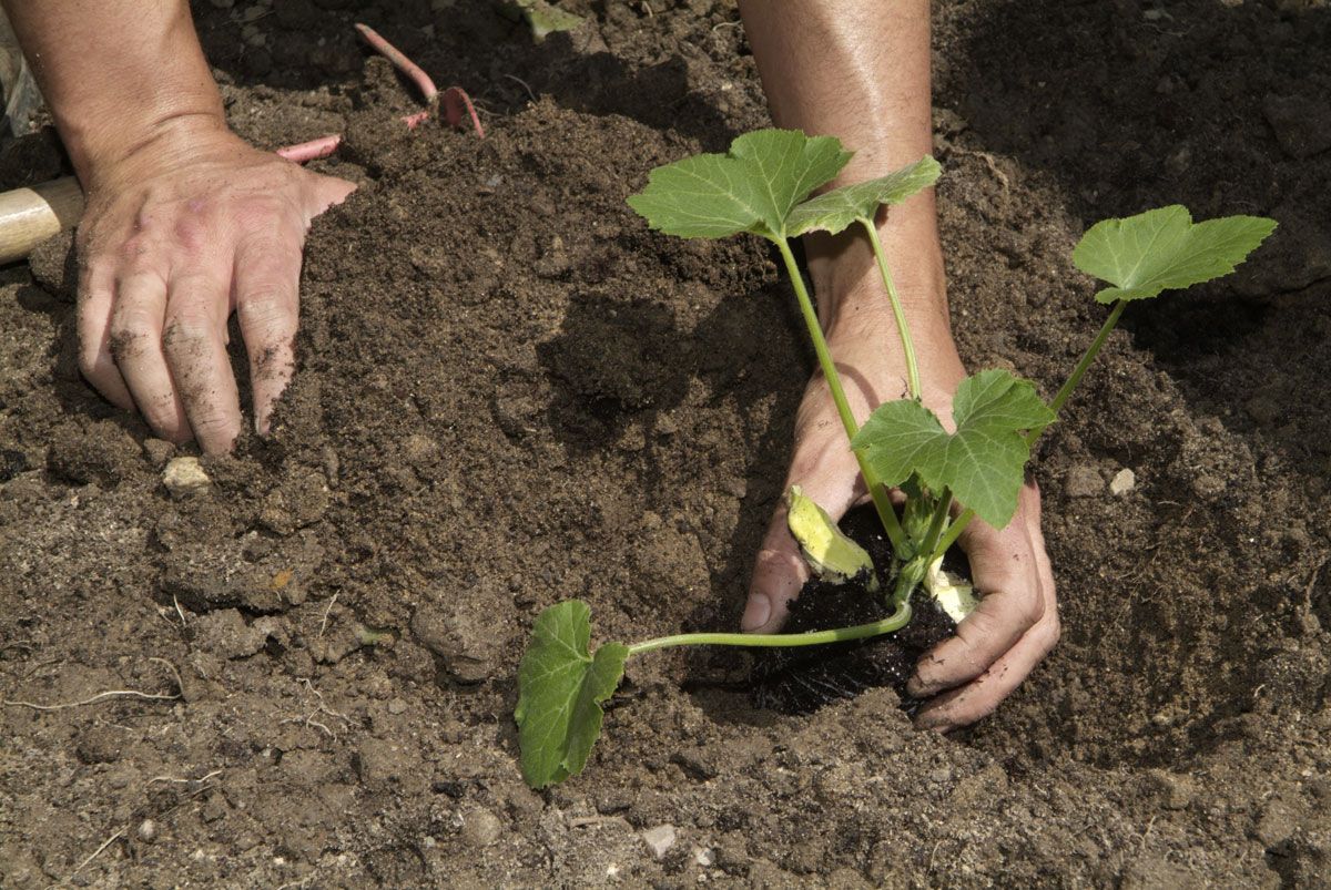 El huerto ornamental paso 5