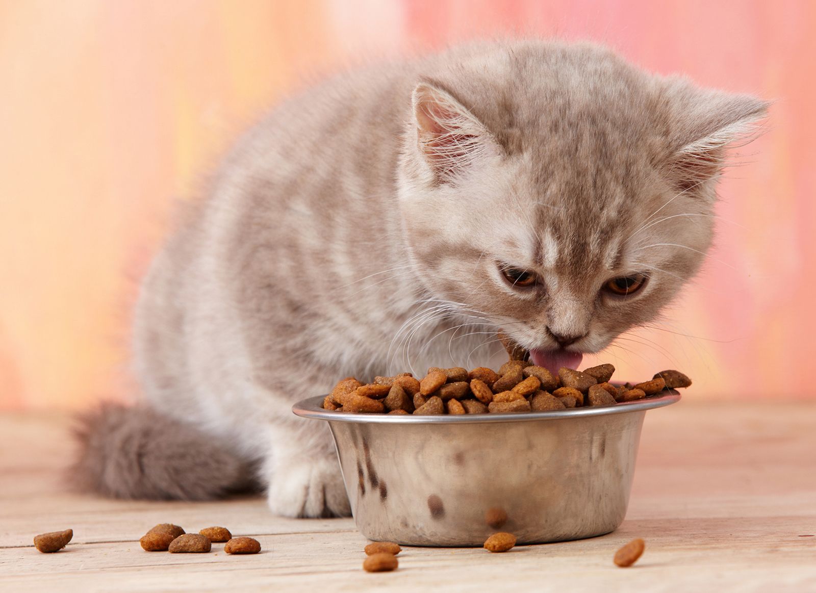 gato comiendo