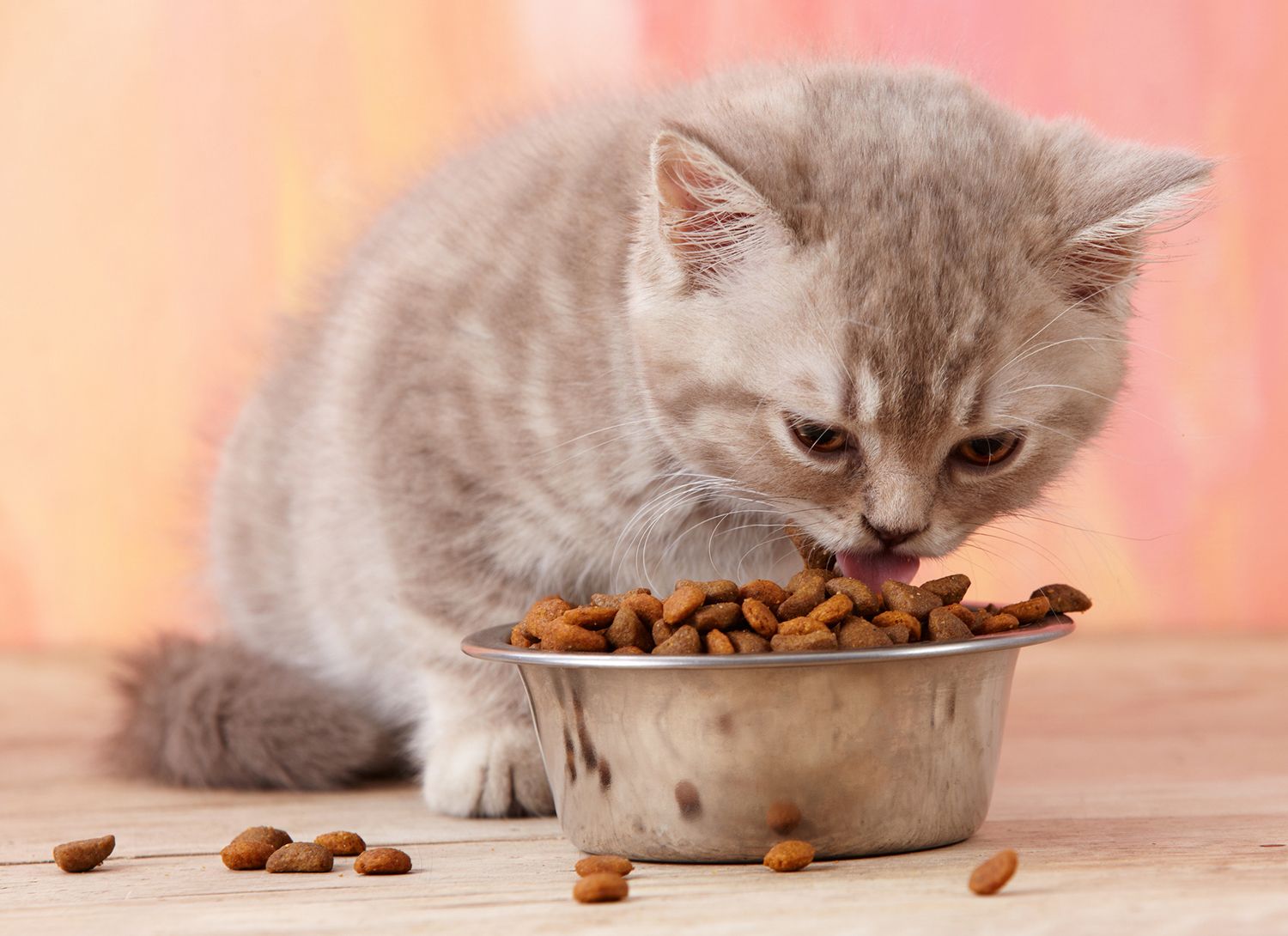 gato comiendo