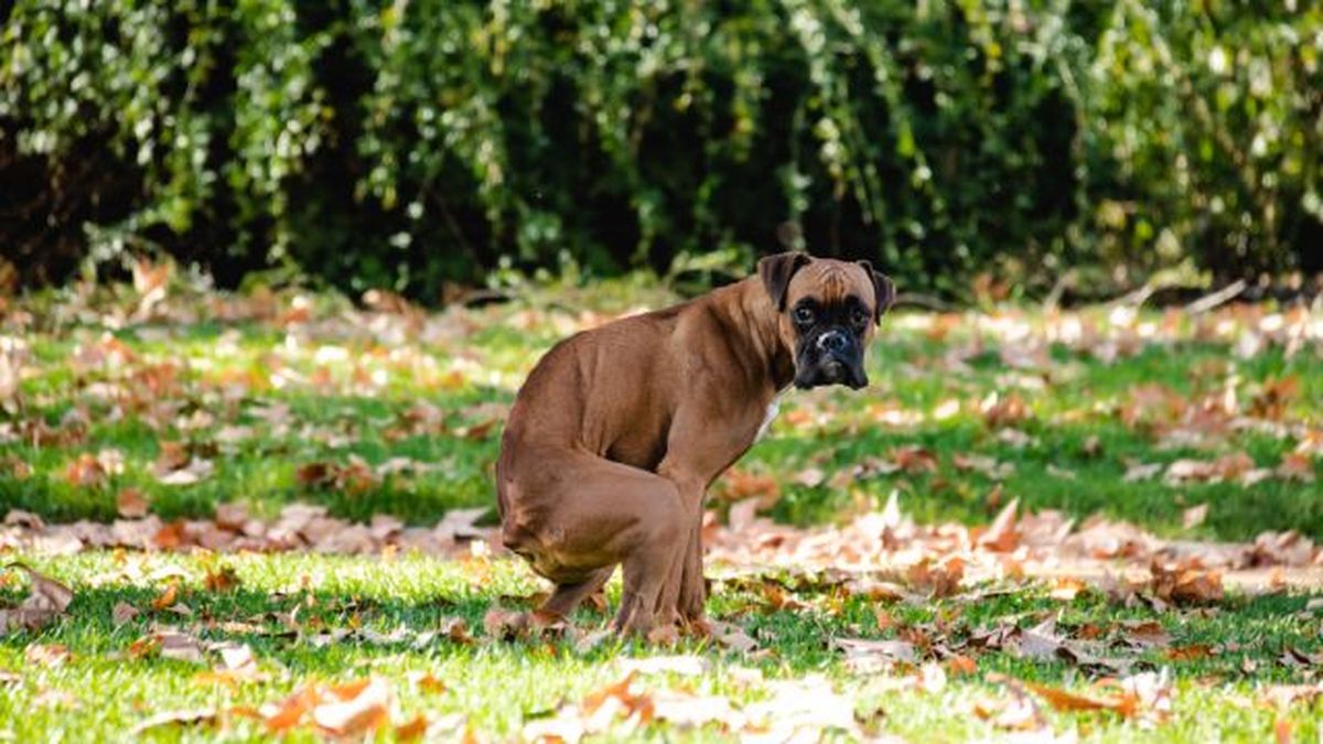 por que mi perro bebe mucha agua 7