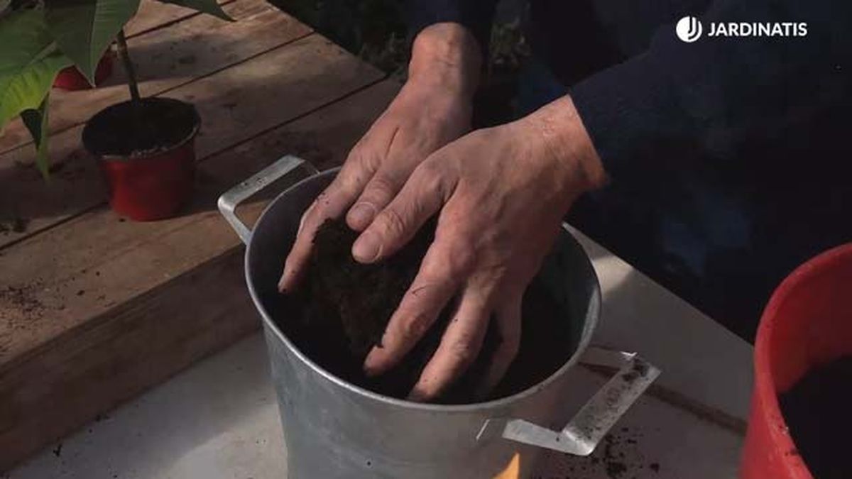 trasplantar la flor de pascua jardinatis