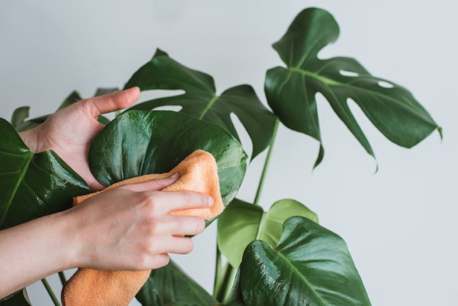 No uses aceite para limpiar las hojas de las plantas