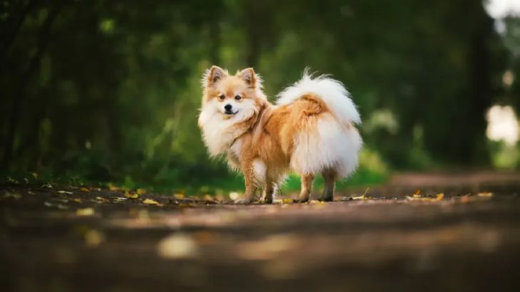spitz aleman 1