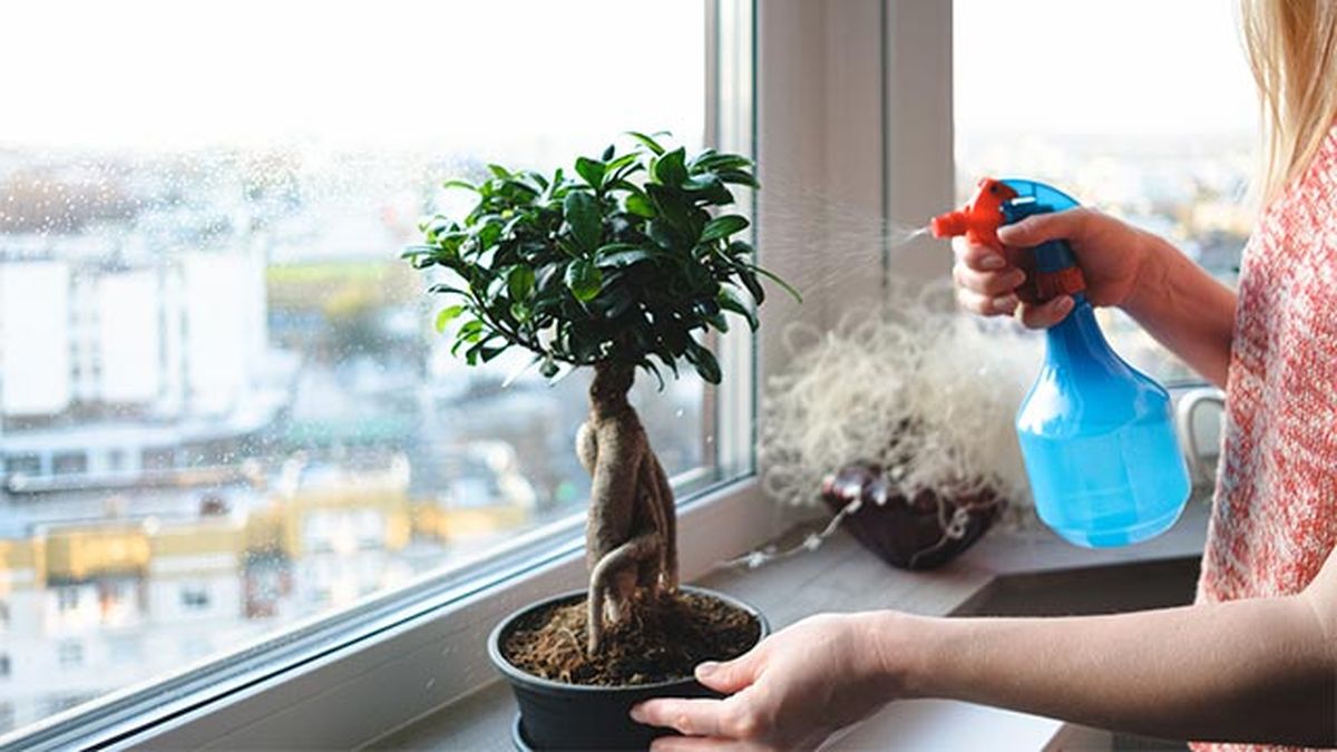luz para los bonsais en el hogar