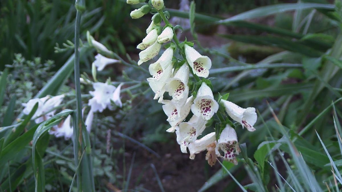 deco 774 jardin blanco lurgarden dedaleras digitalis