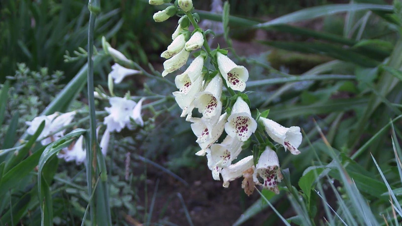 deco 774 jardin blanco lurgarden dedaleras digitalis