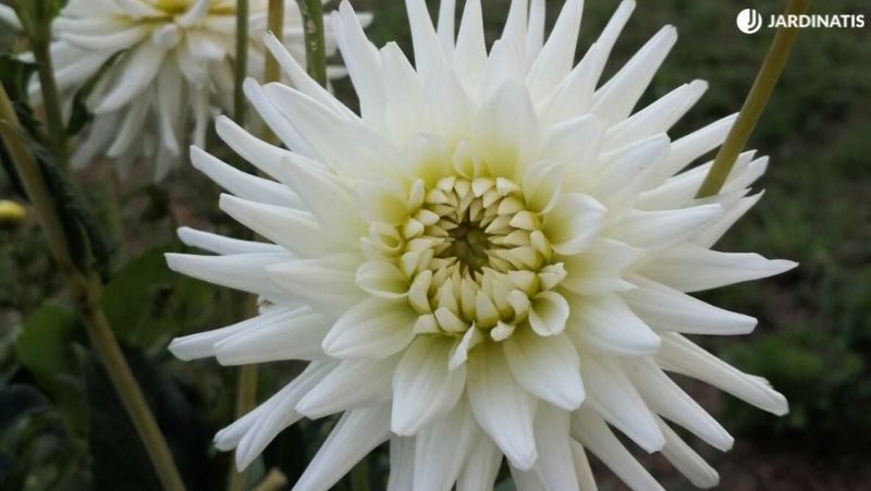 Dalia