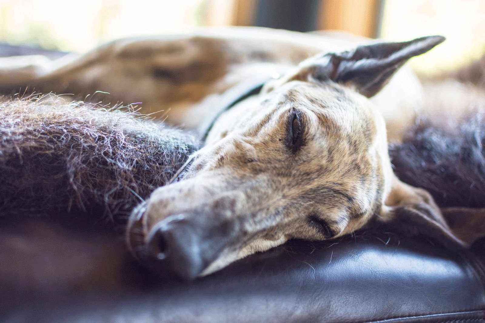 razas vivir piso galgo
