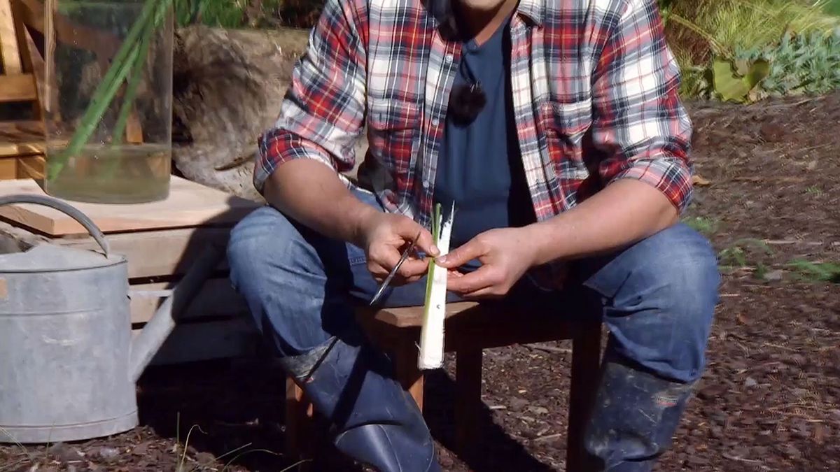 deco 676 cuidados papiro invierno curiosidades papiro