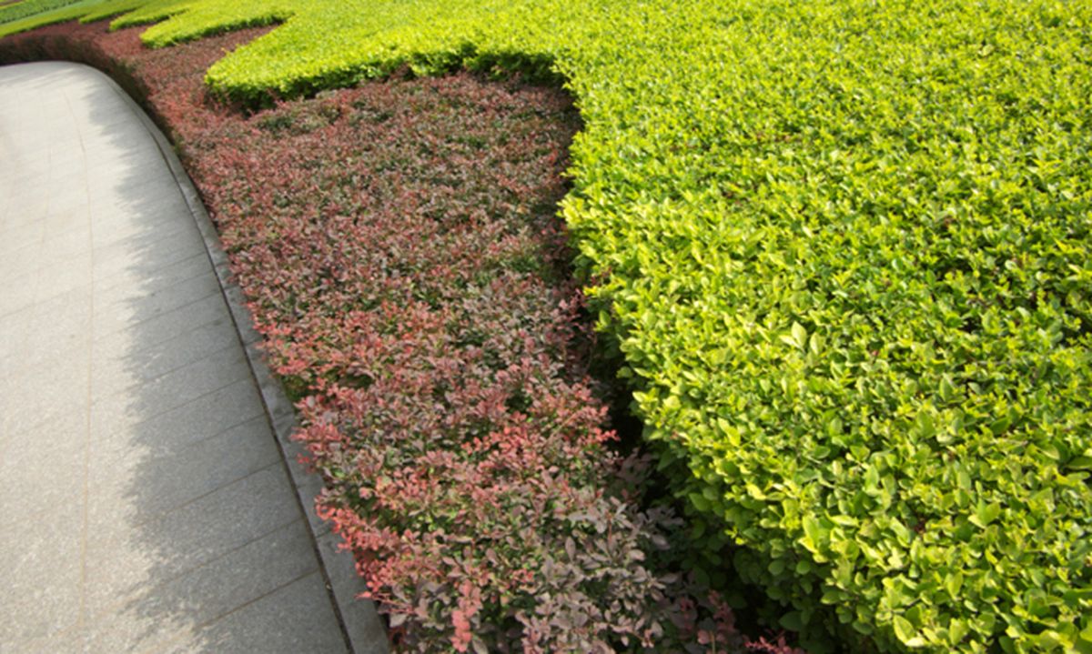 Evónimo o bonetero del Japón