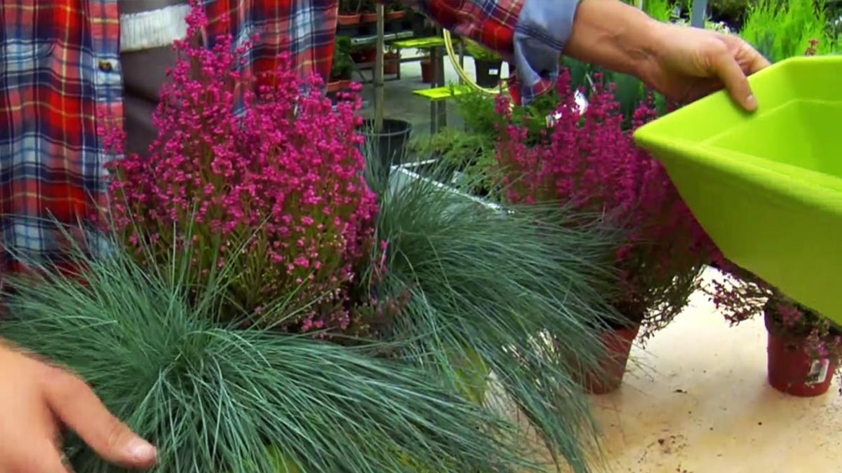 deco jardin 507 composiciones florales festuca glauca brezo