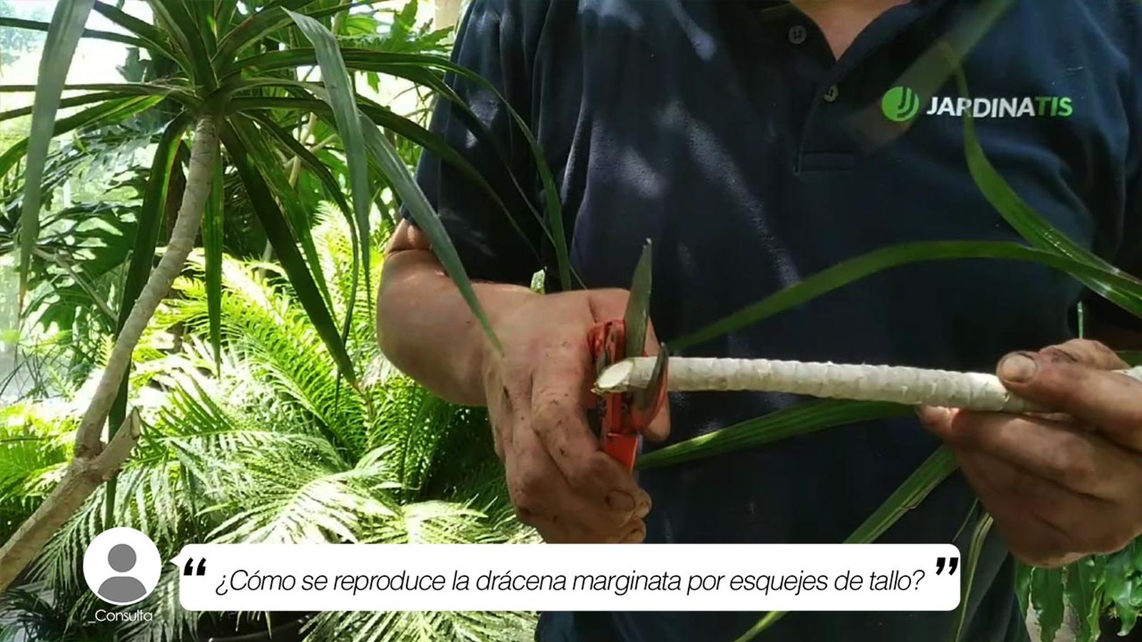 briconsulta como se reproduce dracena marginata esquejes tallo