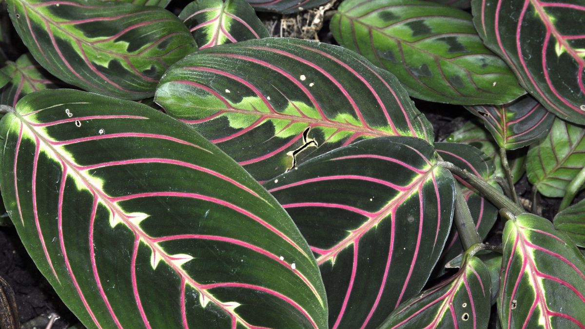 Maranta