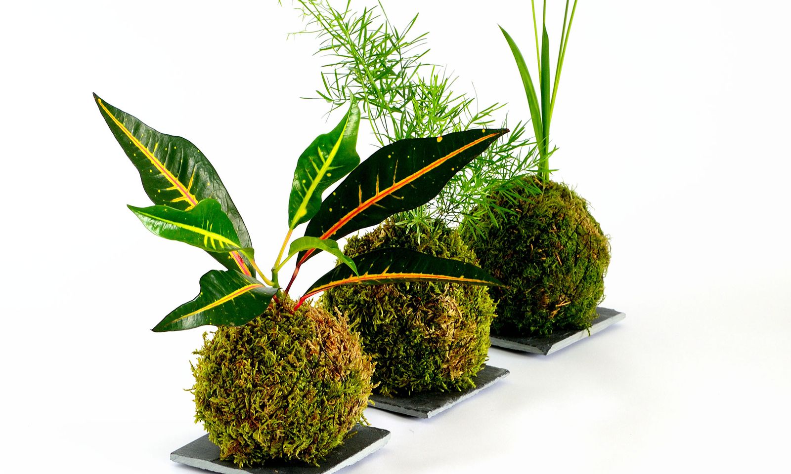 plantas crear kokedamas