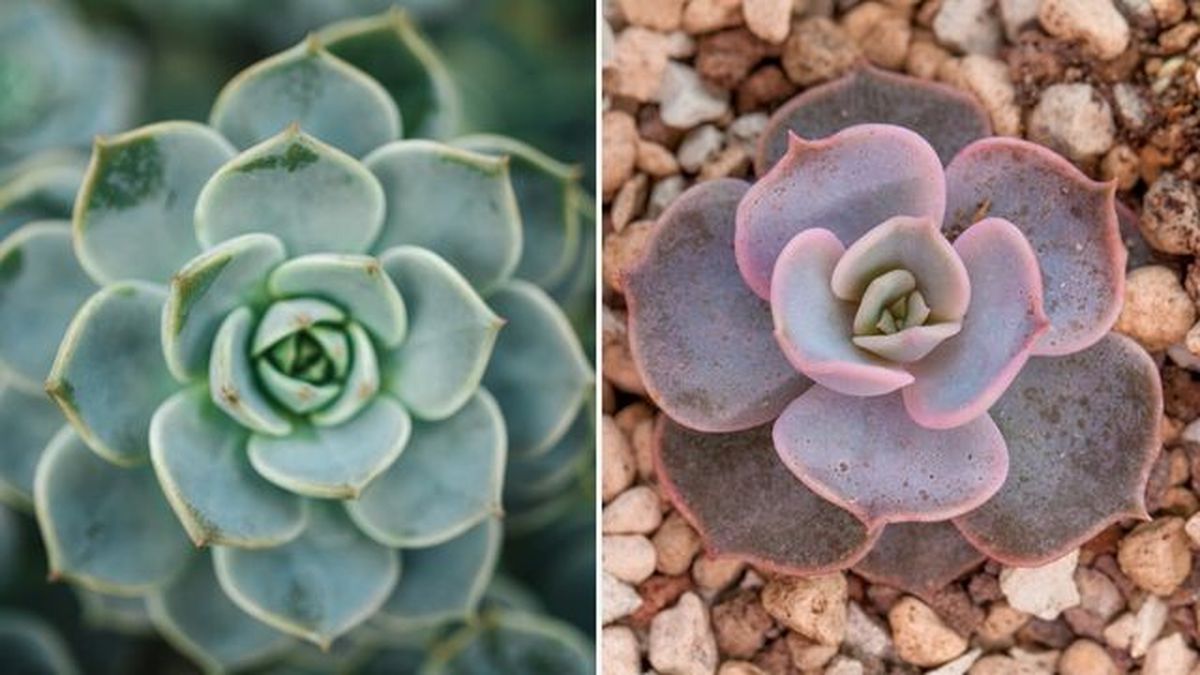 echeveria elegans echeveria lilacina