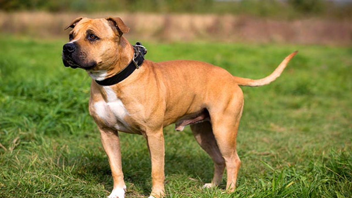 staffordshire bull terrier