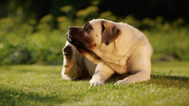 Si percibes que tu perro se rasca más de lo común puede que se deba a la presencia de pulgas o garrapatas