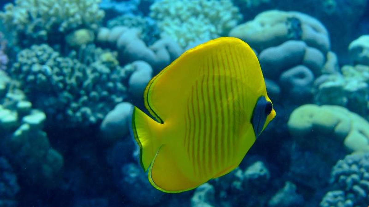 En cautiverio, los peces mariposa pueden llegar a vivir hasta 5-10 años.