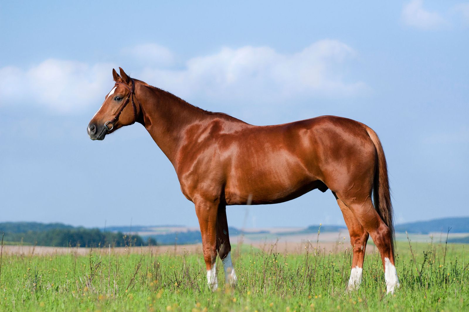DEKO_ MASCOTAS_222_Caballo xl