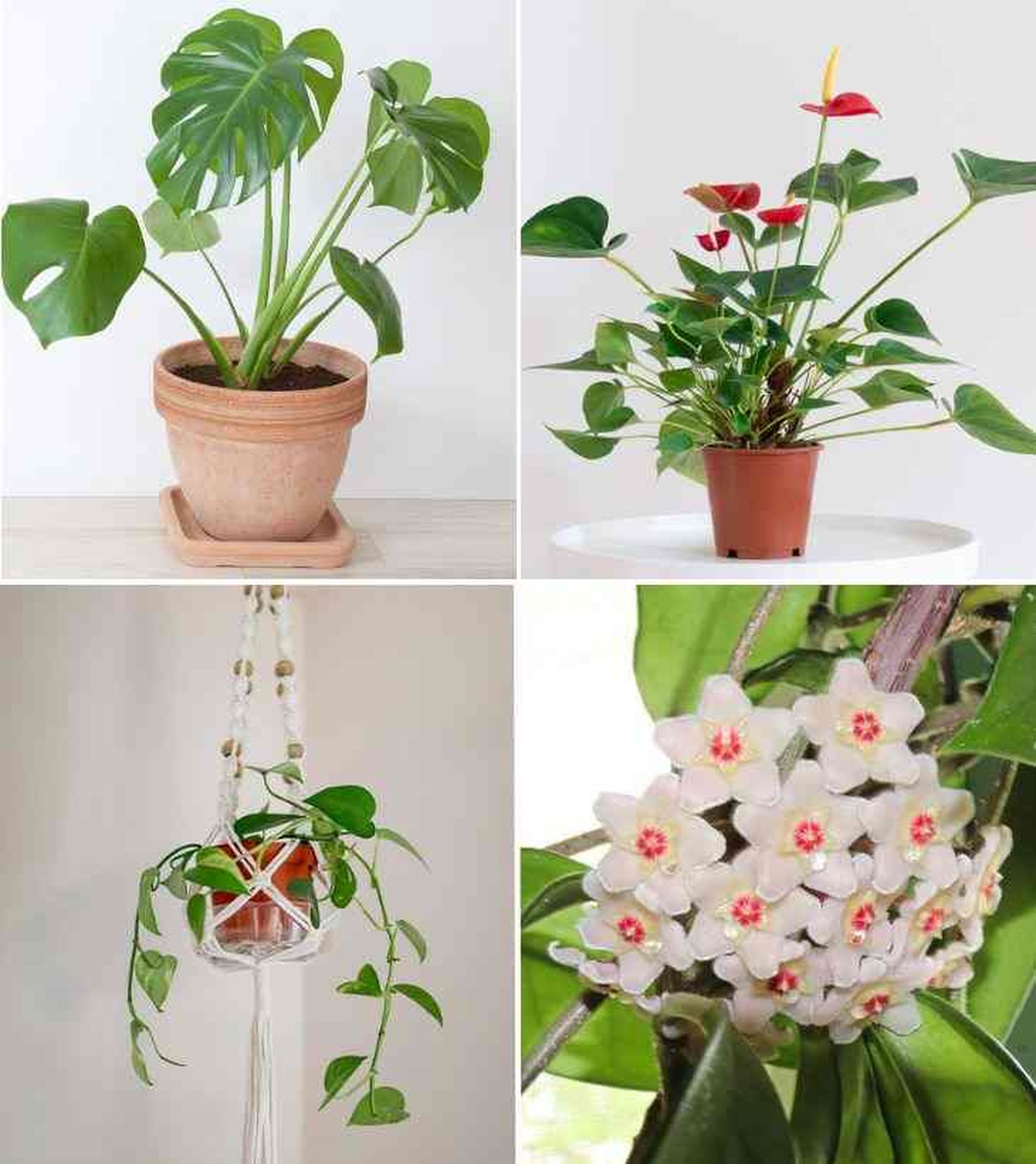 plantas exoticas mosntera deliciosa anturio photos flor de cera