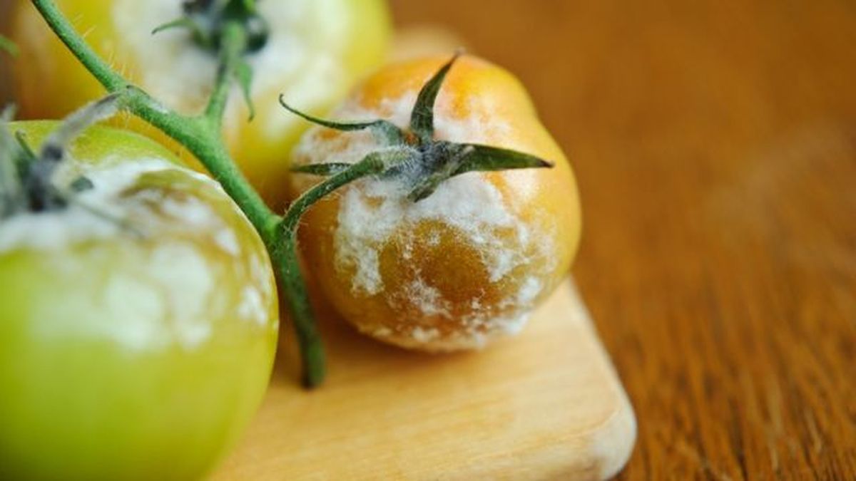 Botrytis cinereaen tomate
