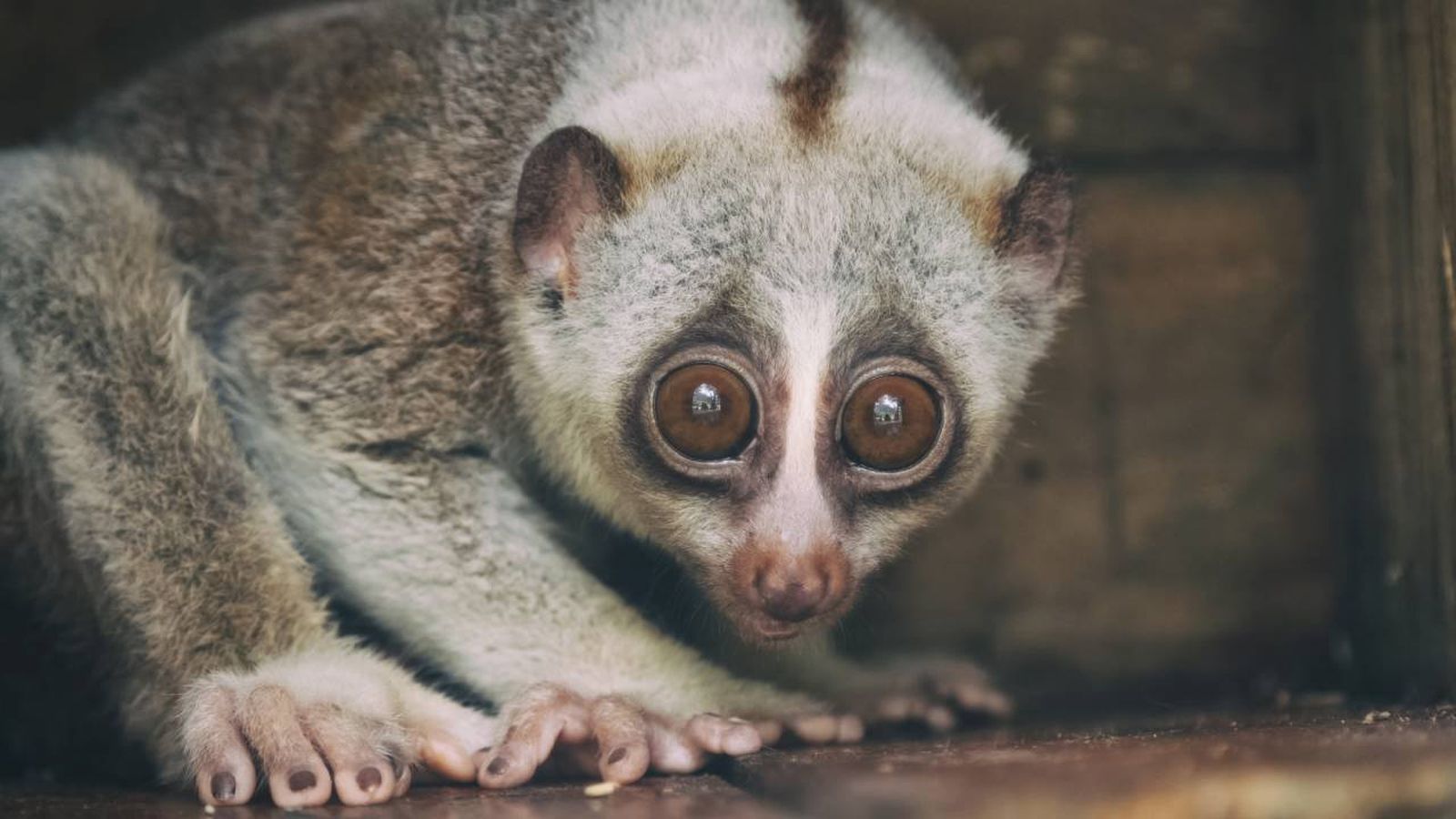 El Loris Mono es considerado como uno de los animales más venenosos