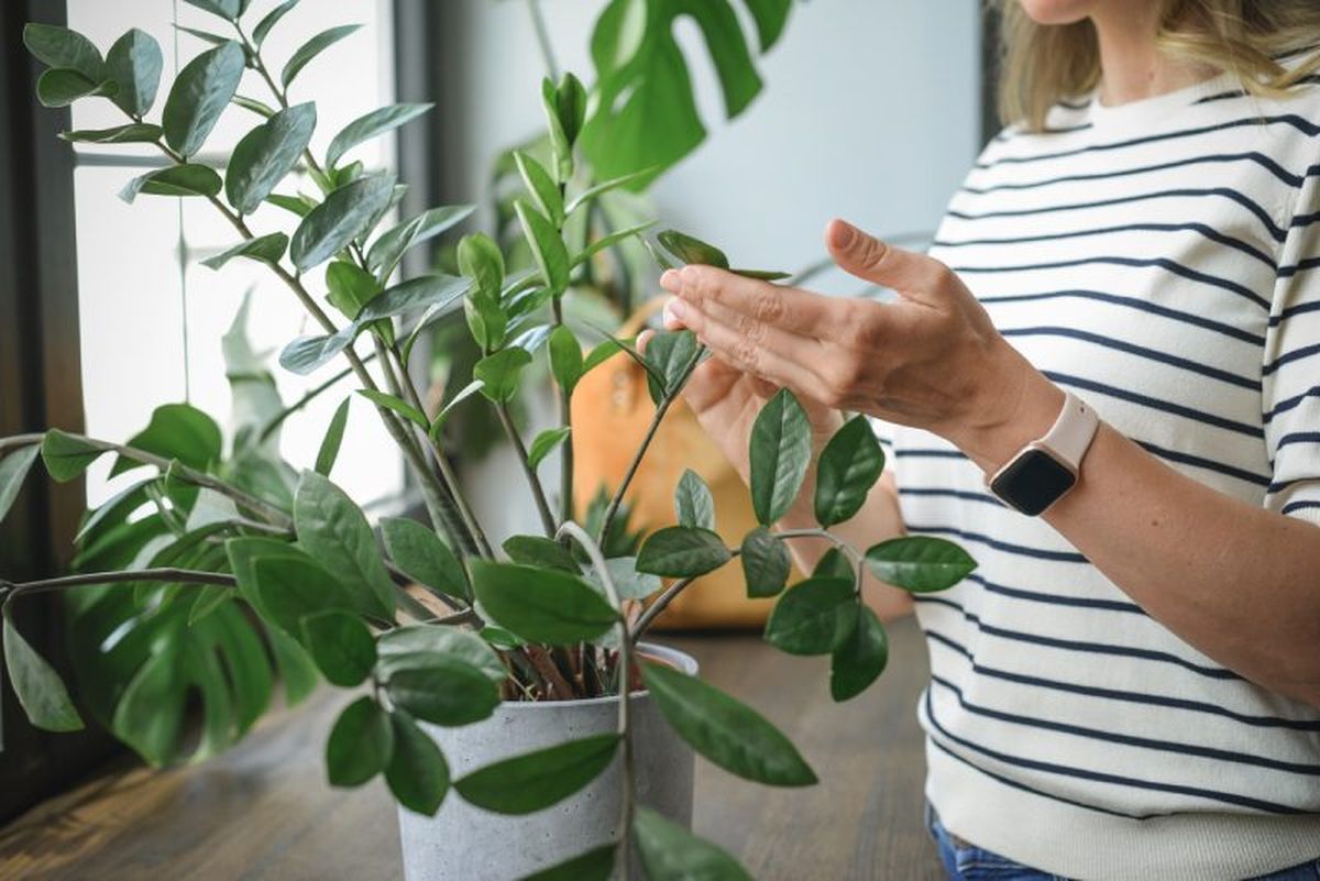 Inspecciona de forma regular tus plantas.