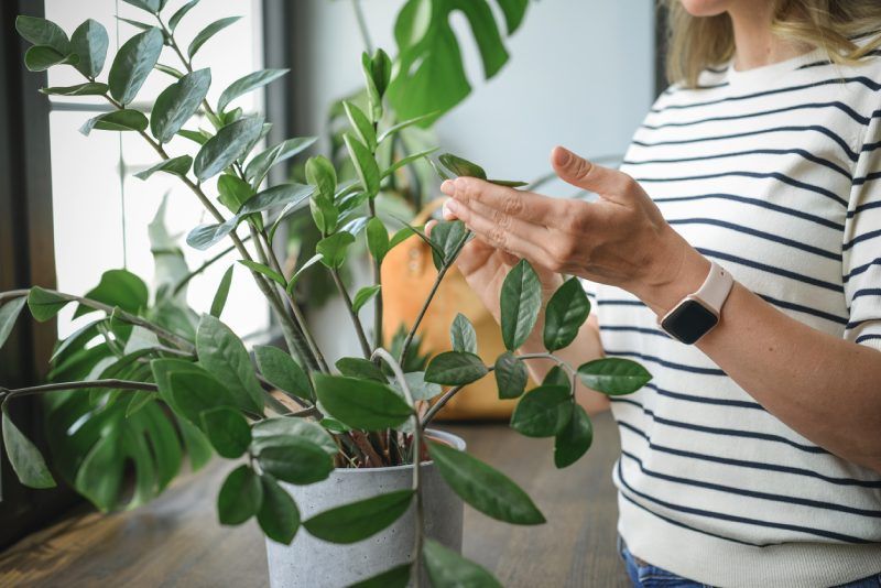 Inspecciona de forma regular tus plantas.