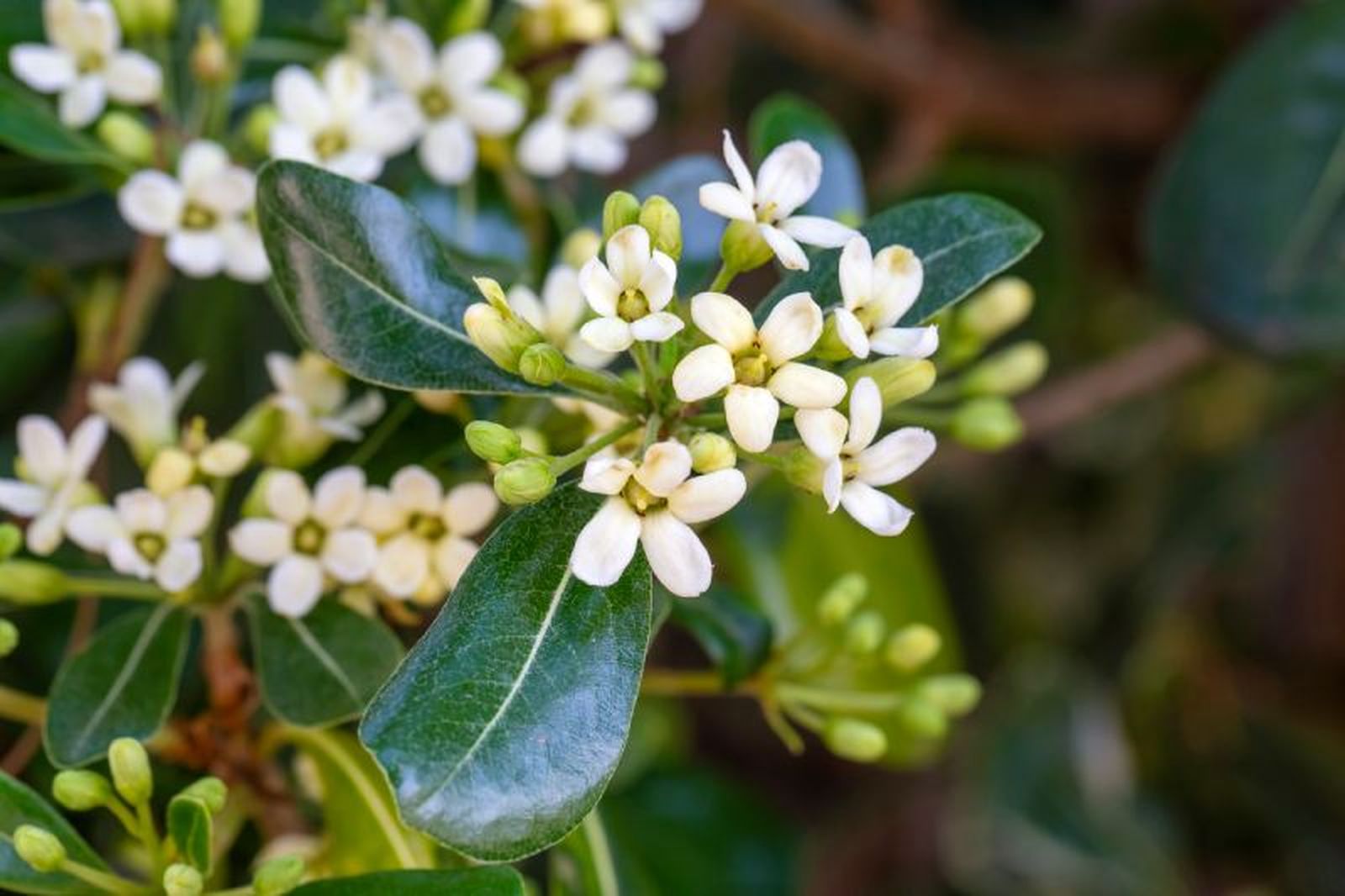 Pittosporum tobira