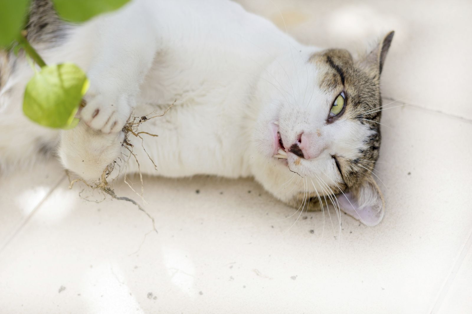 meplanta menta de gato xl