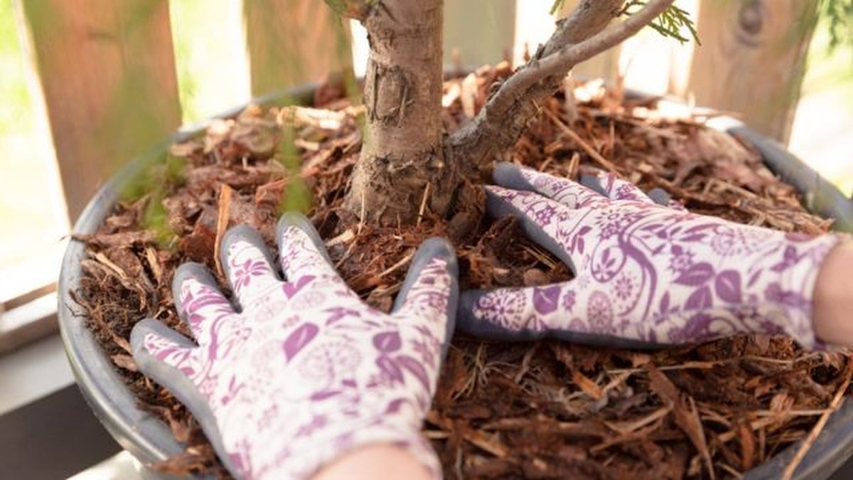 mulching tecnica para evitar la perdida de agua en las plantas