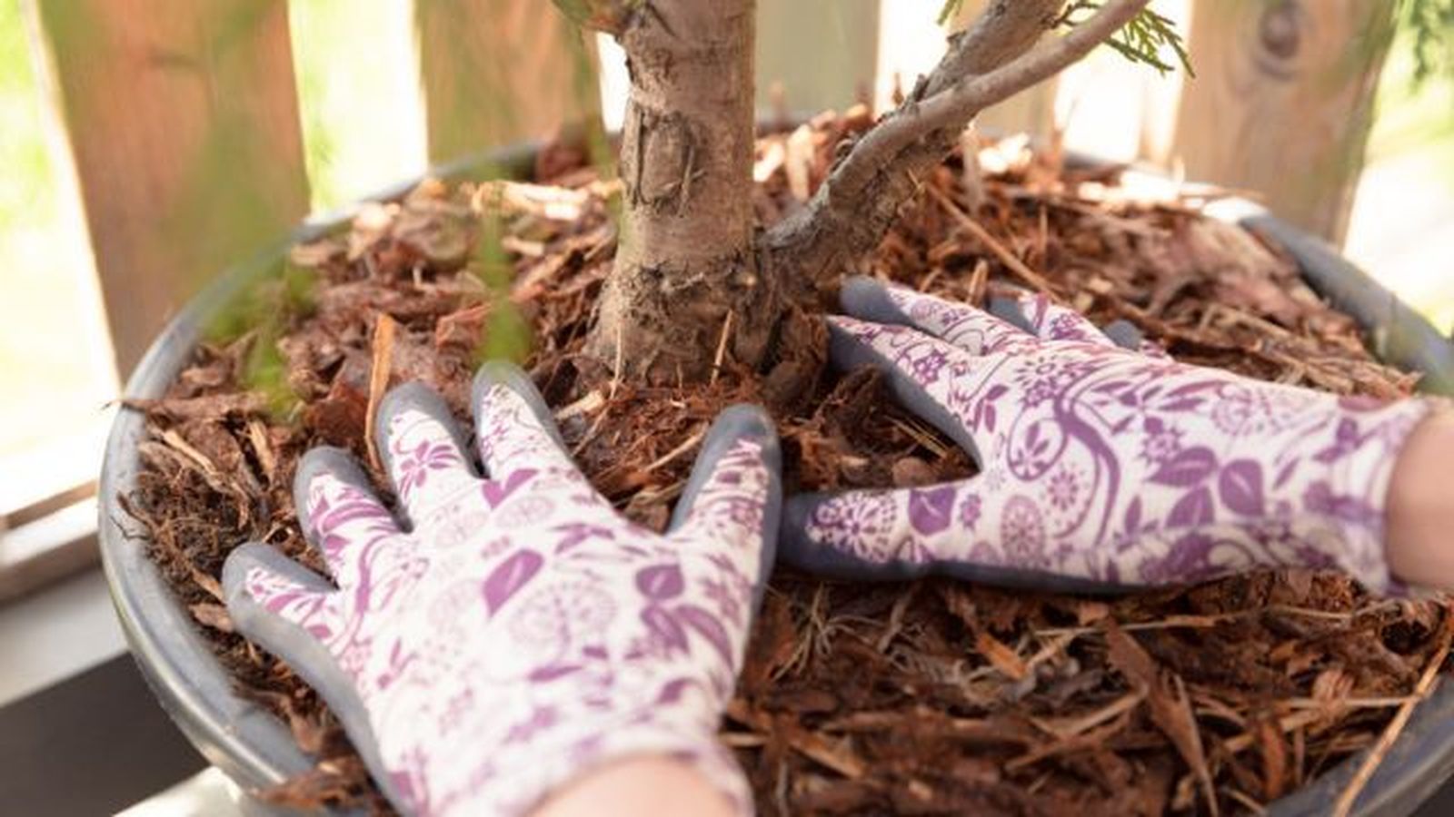mulching tecnica para evitar la perdida de agua en las plantas