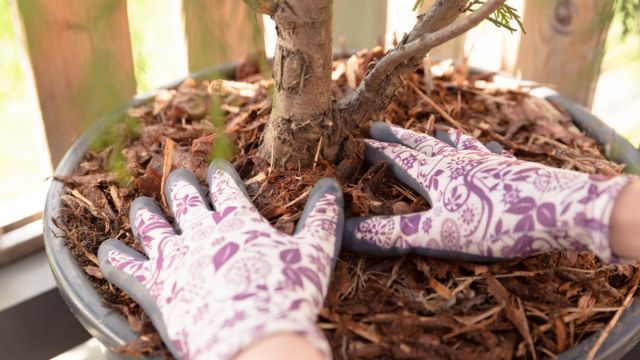 mulching tecnica para evitar la perdida de agua en las plantas