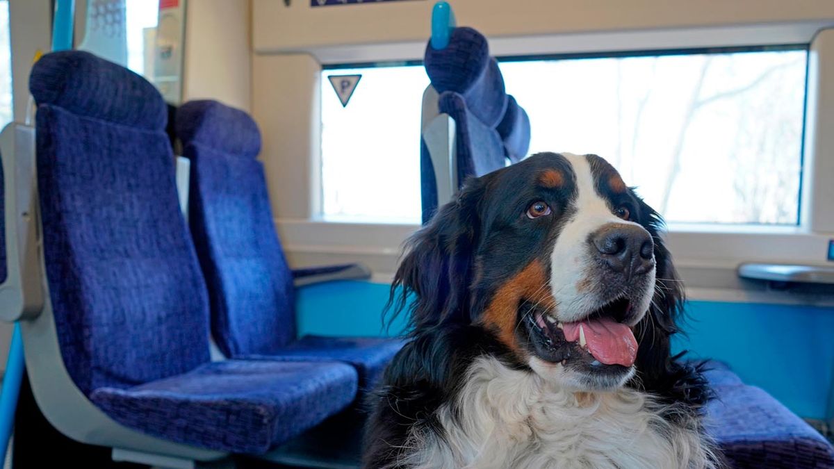 perros grandes en AVE