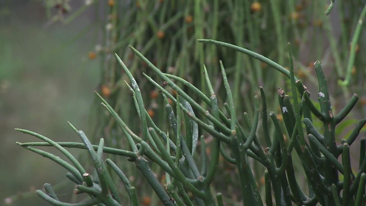 deco 765 jardin planta lapiz