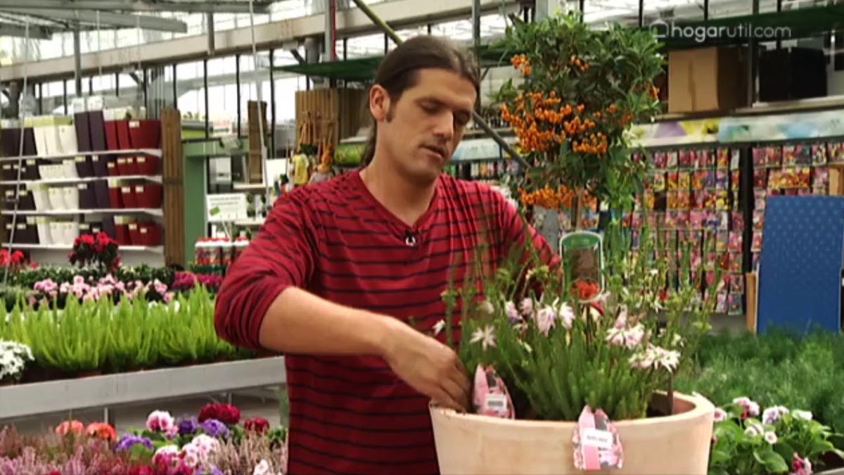 DEKO_JARDIN_410_Plantacion otonal