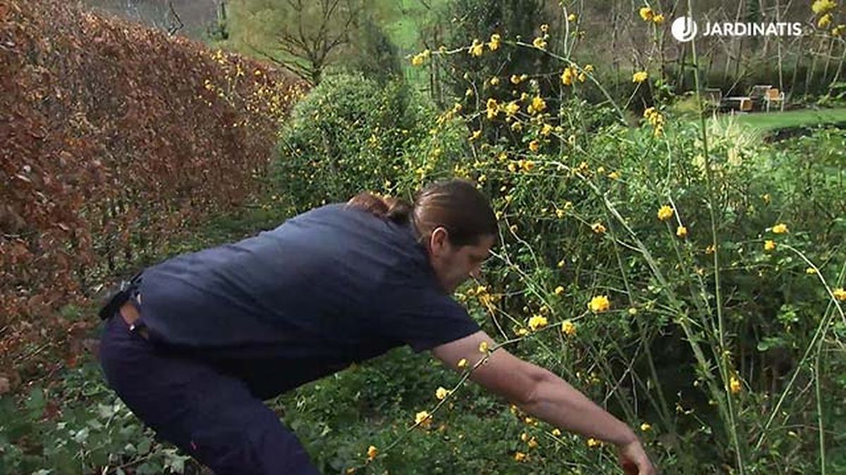 deco 770 jardin kerria japonica cortar ramas