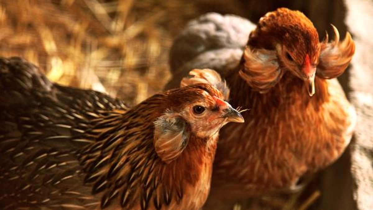 gallinas araucana huevos azules
