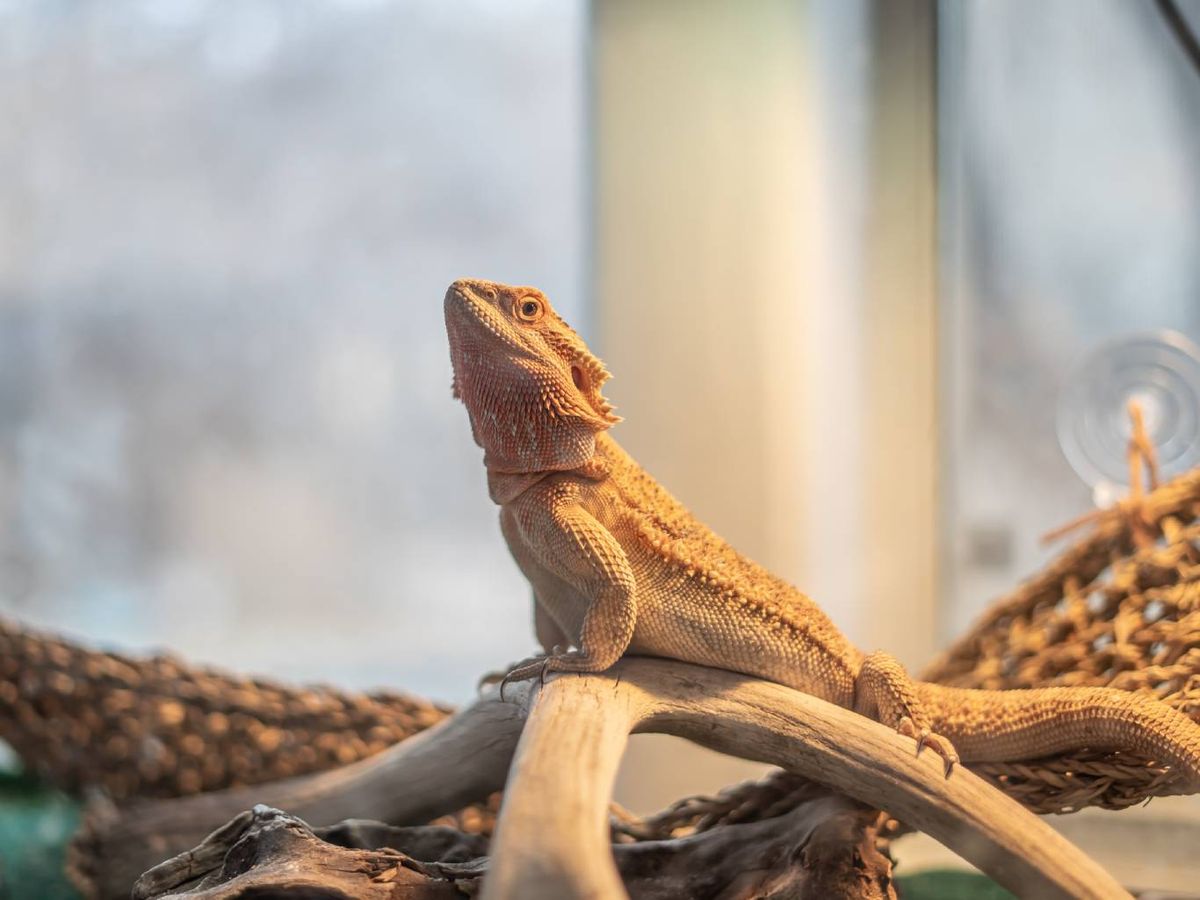 Tiene que contar con zonas de escondite y espacio suficiente para poder moverse.