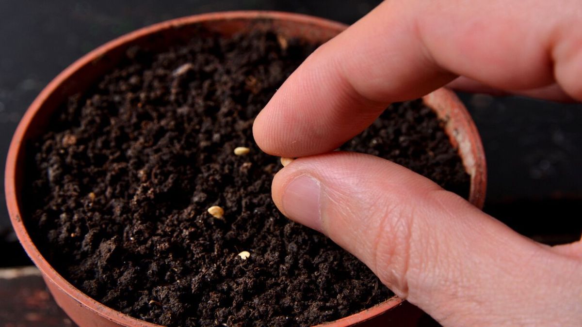 que puede sembrar junio