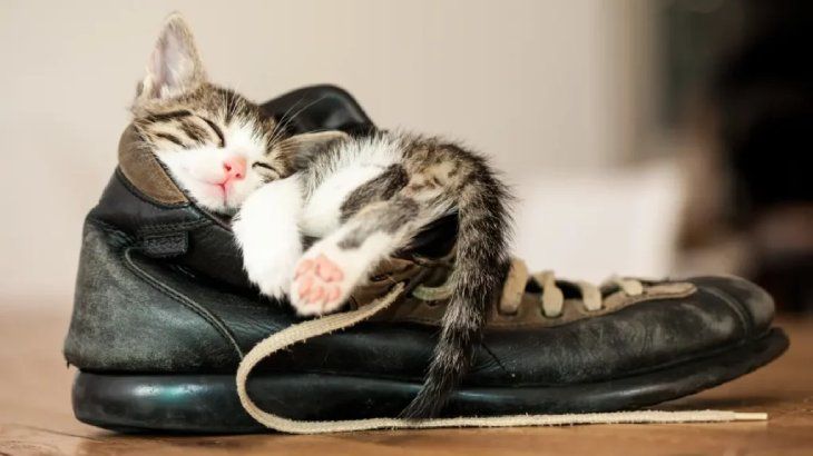 origen del gato 5