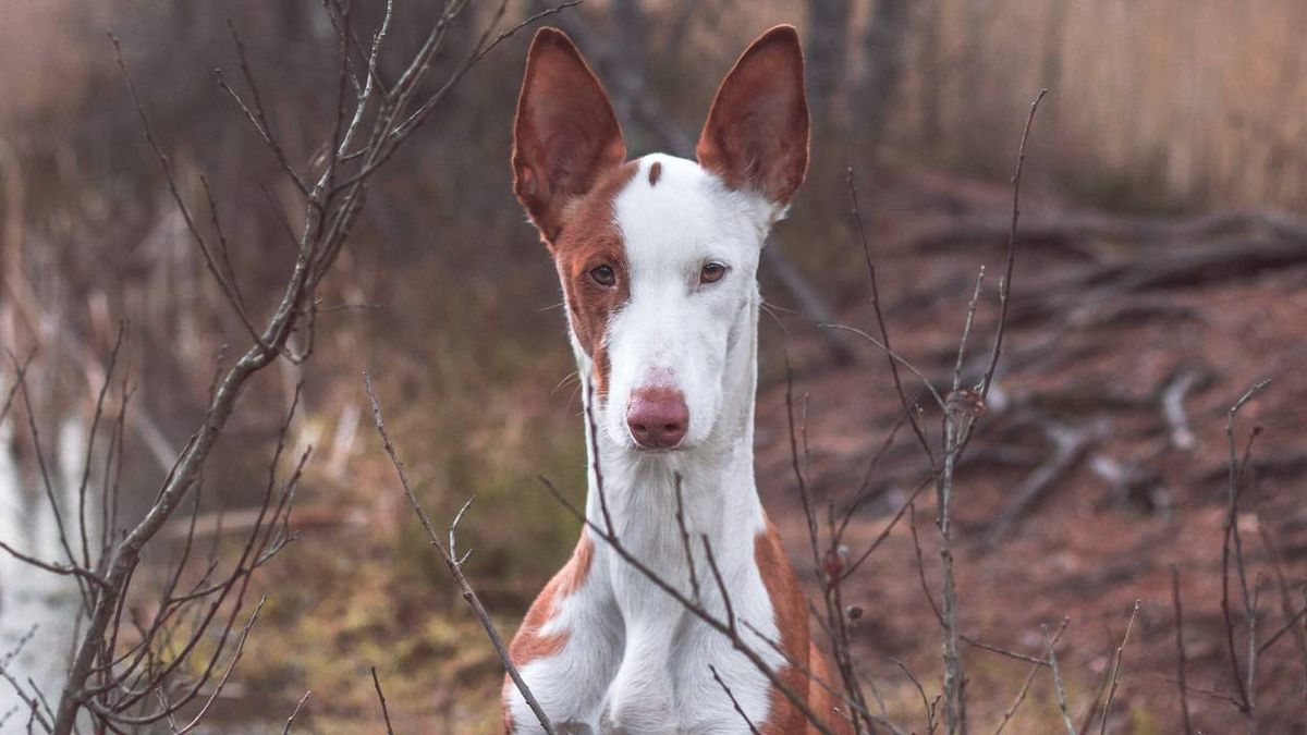 podenco ibicenco xl