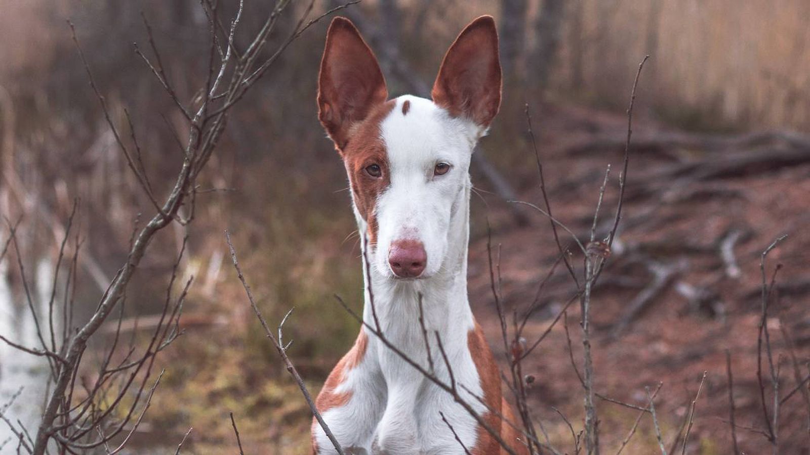 podenco ibicenco xl