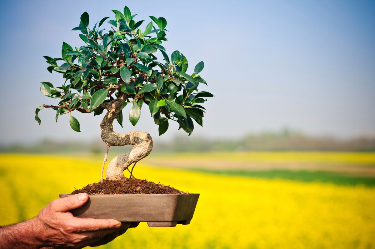 bonsais cultivo cuidados xl