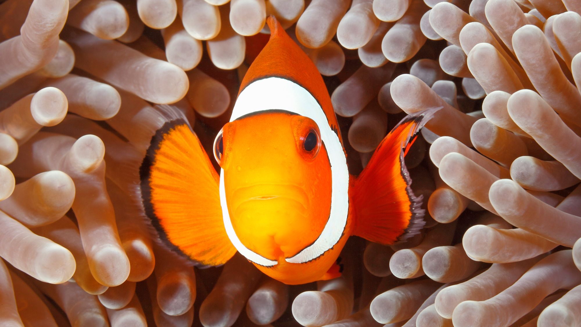 peza payaso anemonas